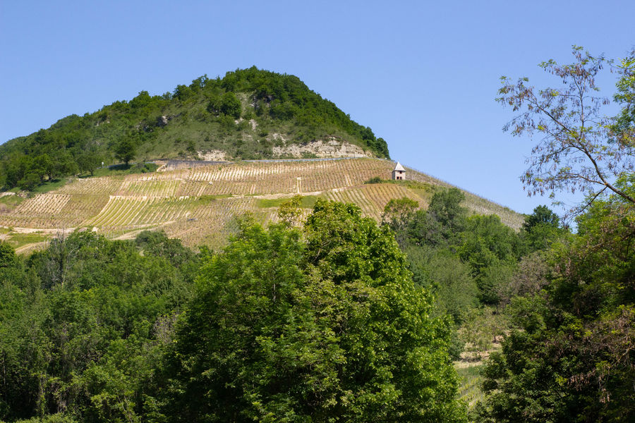 Vignes Montagnieu
