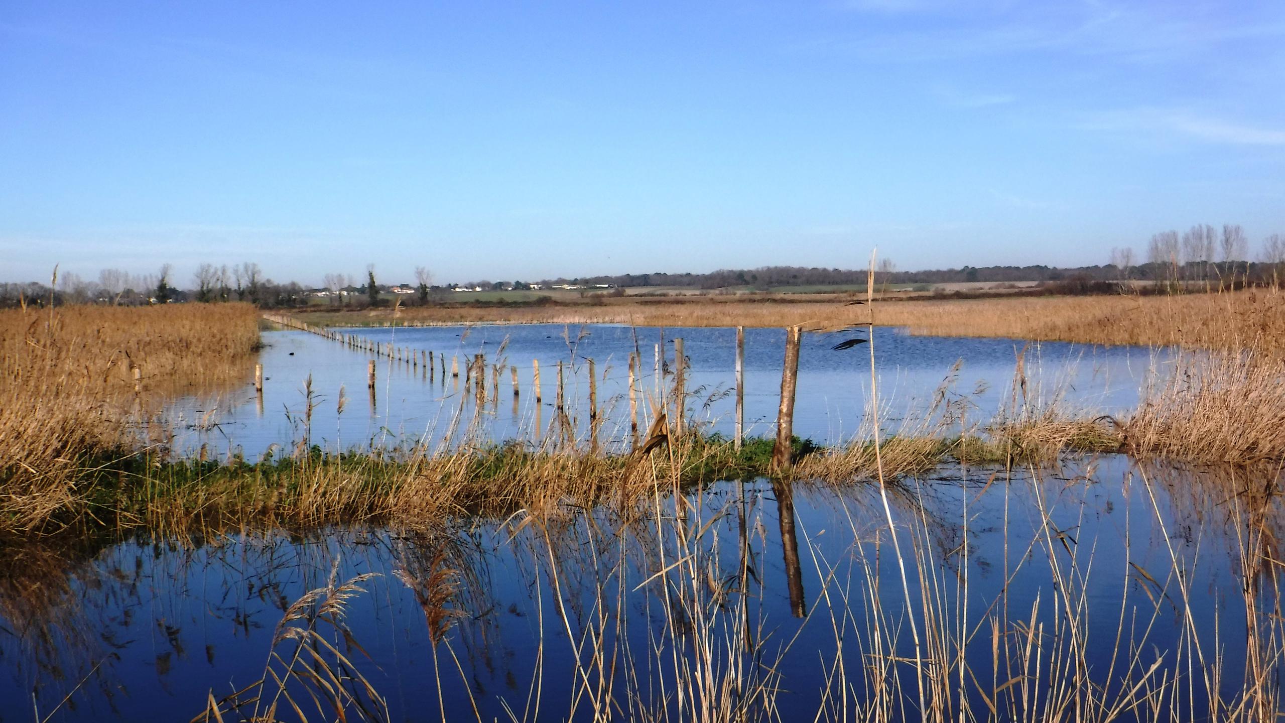 Marais de Saint-Augustin