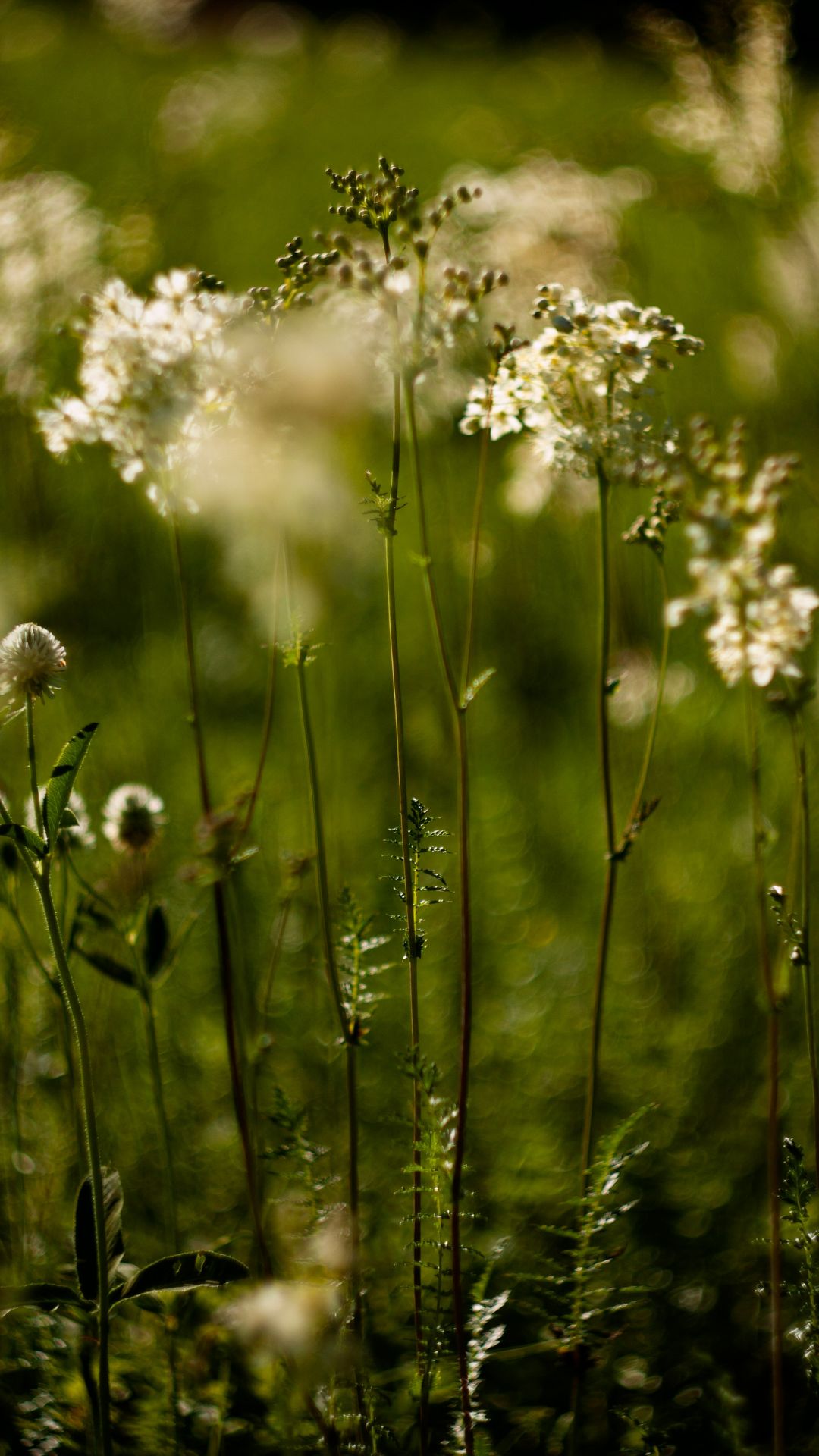 Les Mardis Plantes & Santé - Les Échappées Estivales®