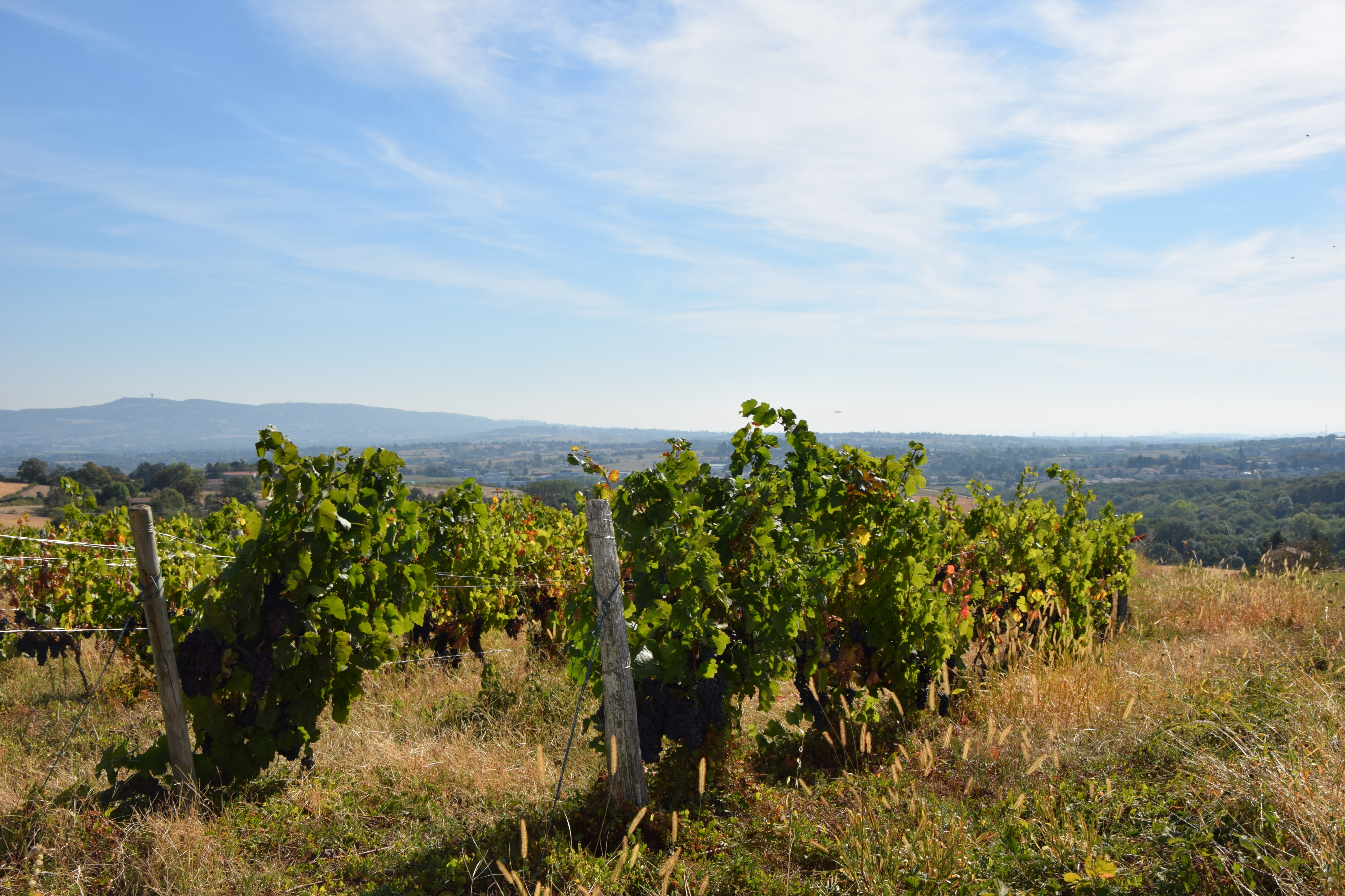 Vignes