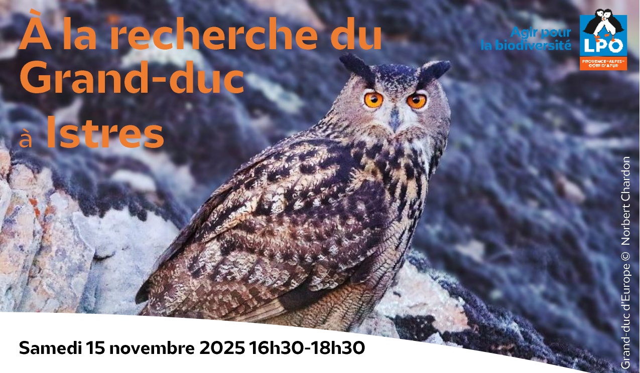 Sortie nature : A la recherche du grand duc