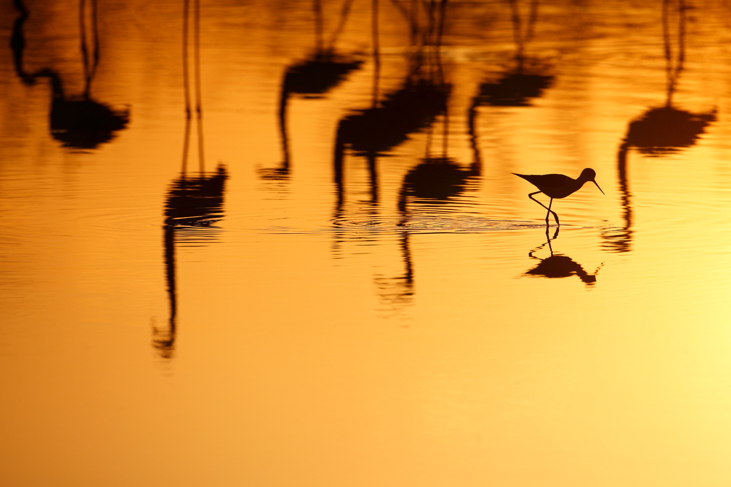 Vacances d’été – Parc Ornithologique de Pont de Gau
