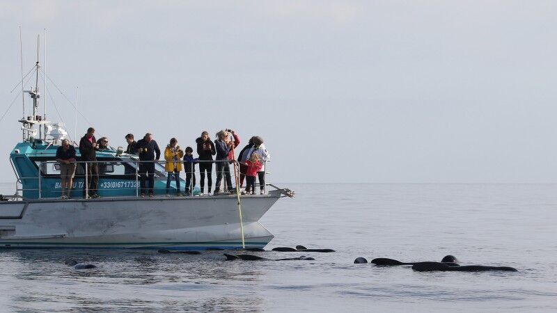 Sortie Observation des cétacés Espace Mer