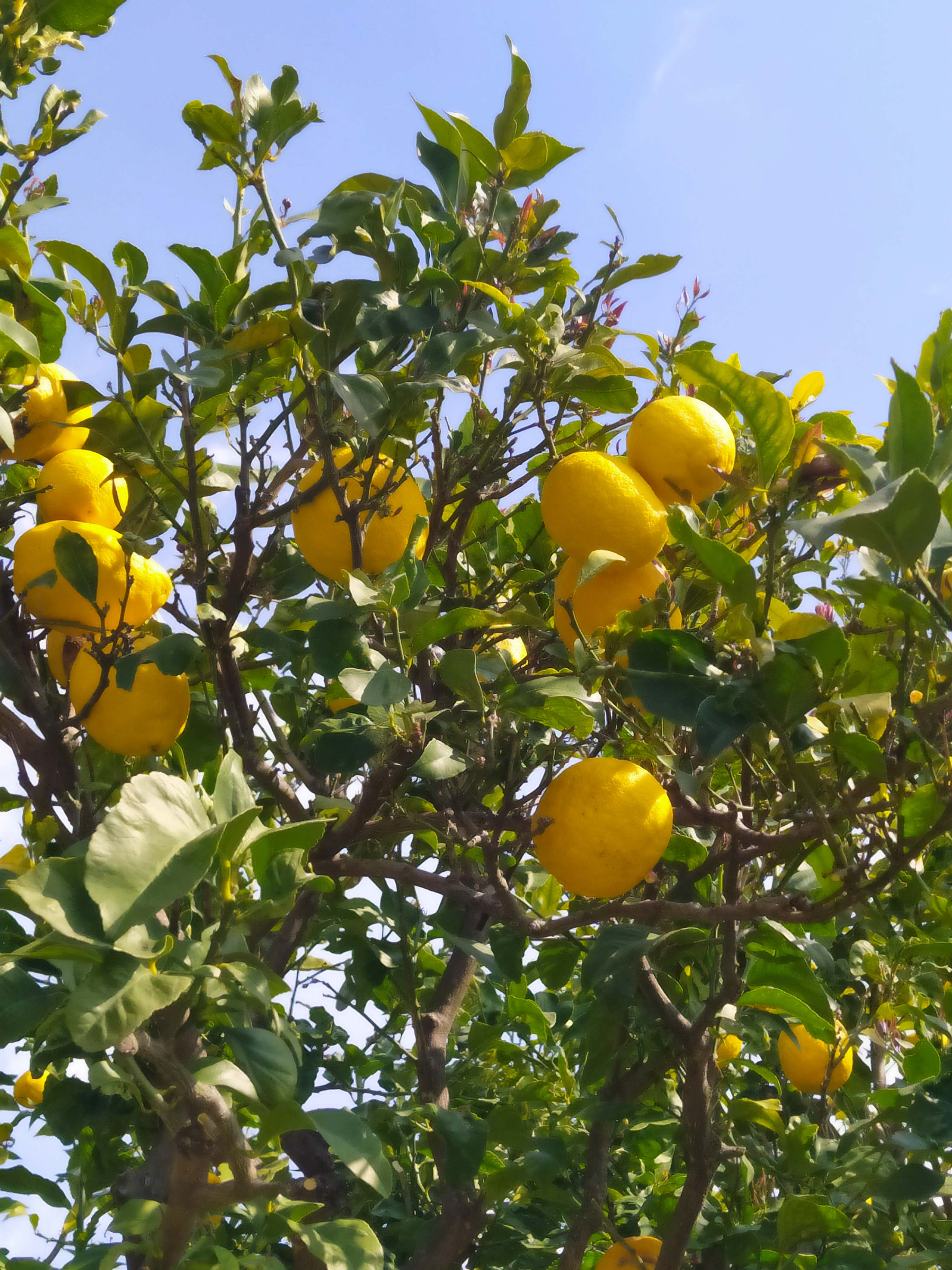 Citron de Menton