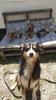 Passion Dog 04_Castellane