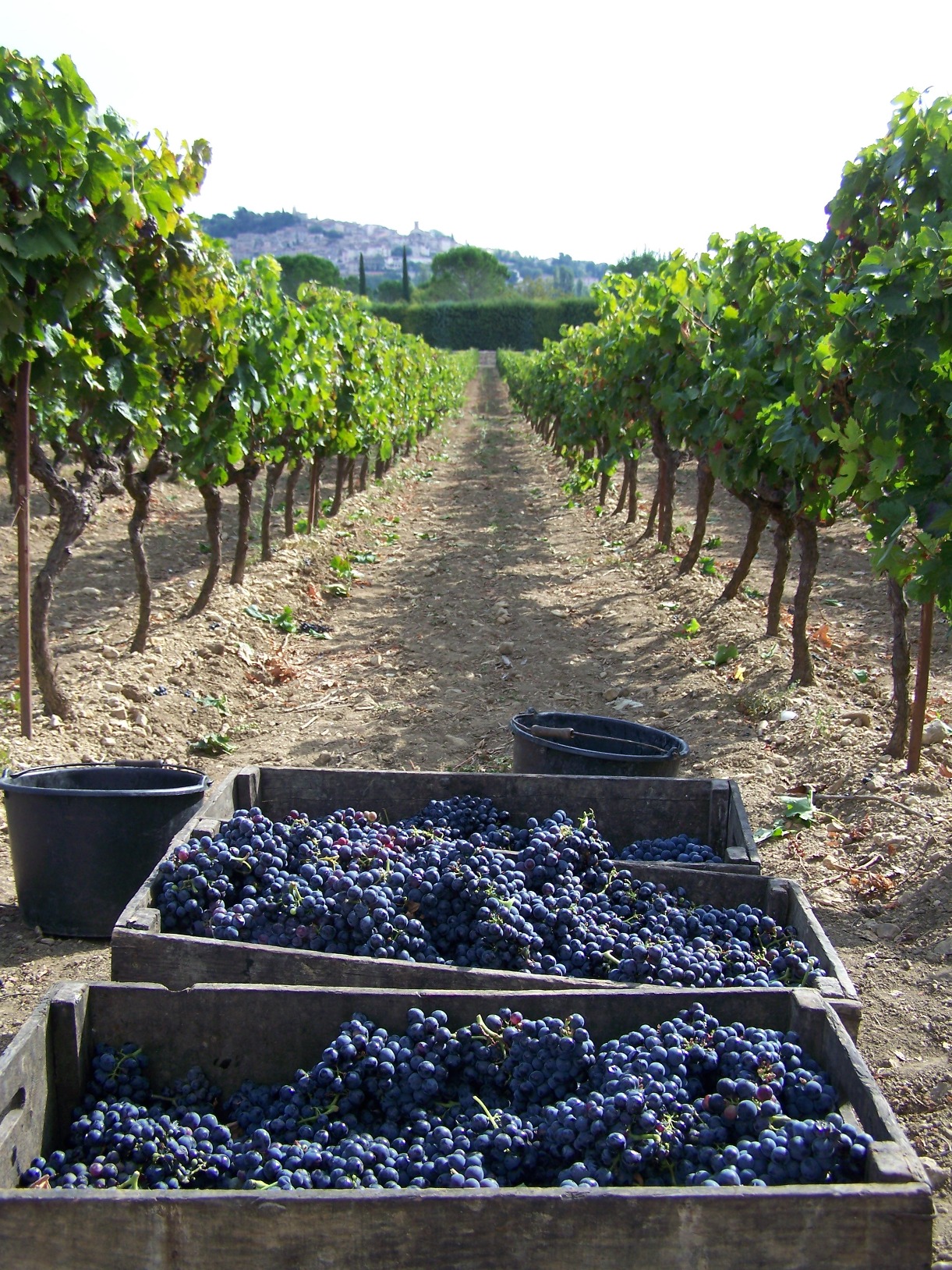 vendanges au Clos de Notre dame