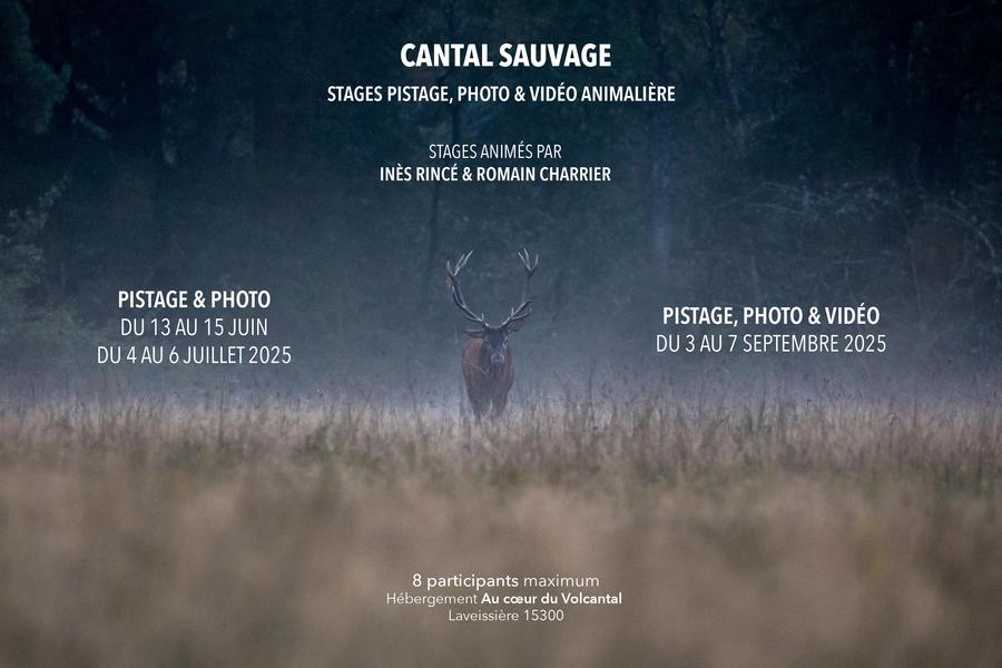 Tracking course / Wildlife photography and video