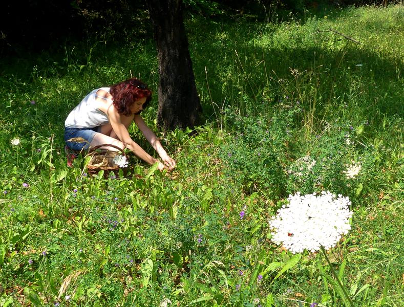Découverte des plantes sauvages comestibles_Valdoule - © Office de Tourisme Sisteron Buëch