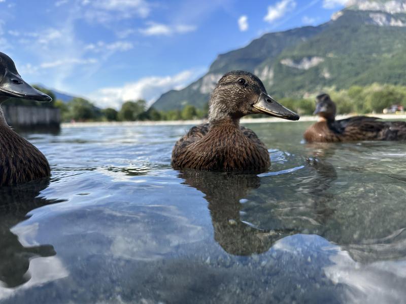 La compagnie des joyeux canetons