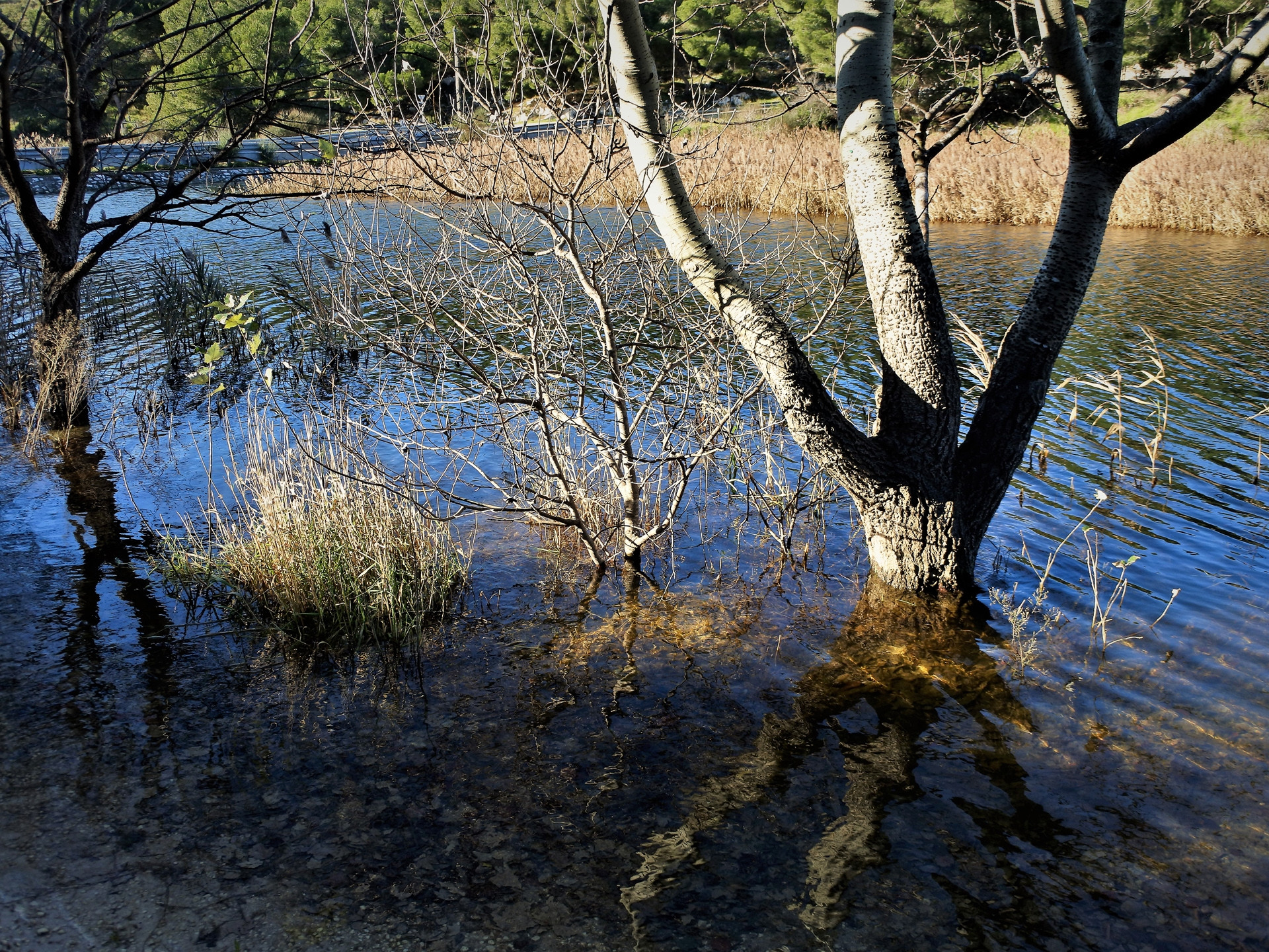 Sentier botanique - La Roselière