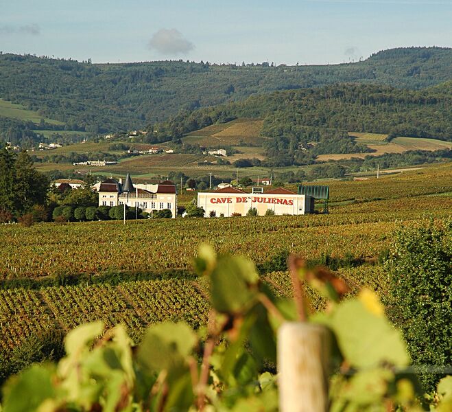Cave de Juliénas - espace de dégustation-vente