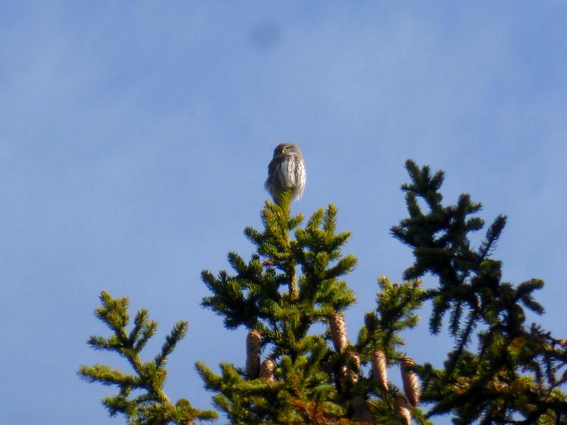 Visite guidée du sentier des Arpelières - animaux des tourbières_Les Saisies