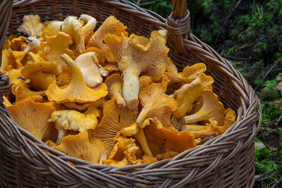 Chanterelles Chanterelles