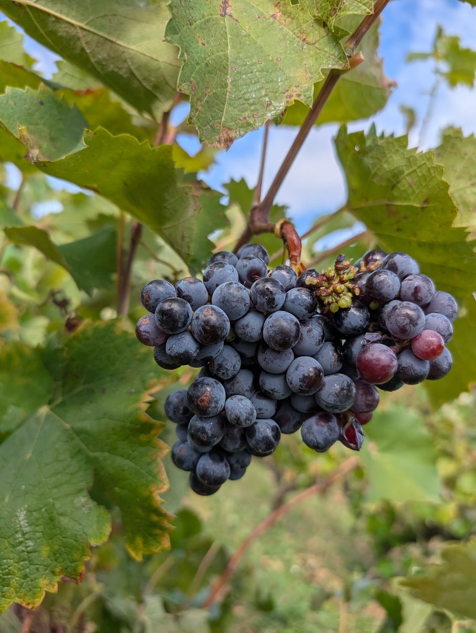 546625061_1319609386621482_78181193133091263_n