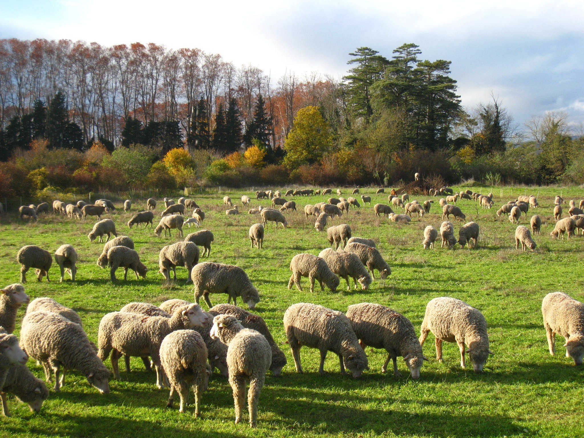 Agneau bio de Chrislaine Alazard - photo 3