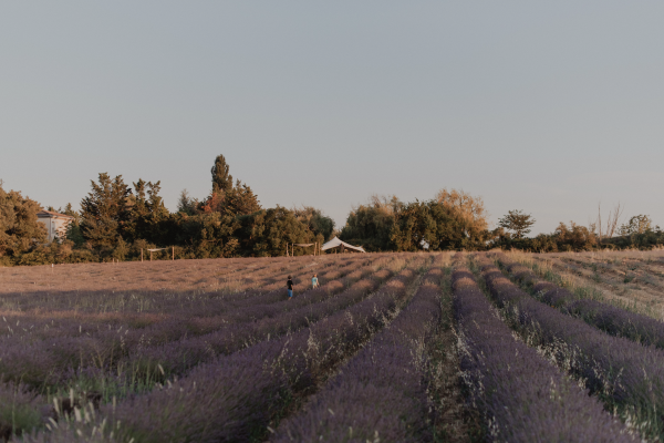 Visite d'un champ de Lavande Aix en Provence