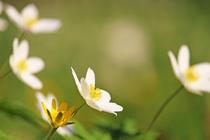Rencontre avec les plantes sauvages