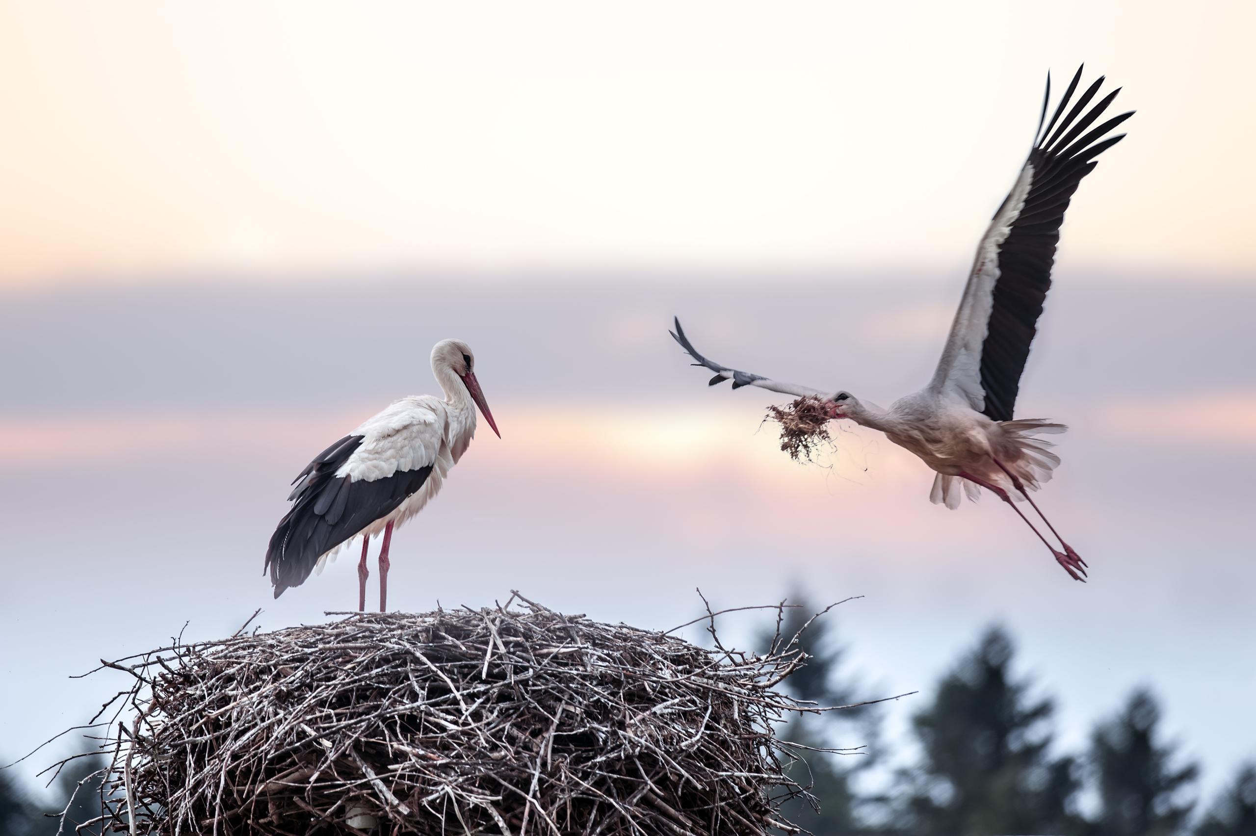Observation : La vie secrète de la cigogne blanche