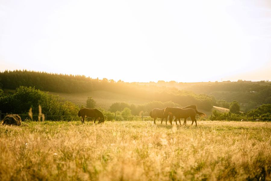Les Chemins de Mandrin - Chambaran
