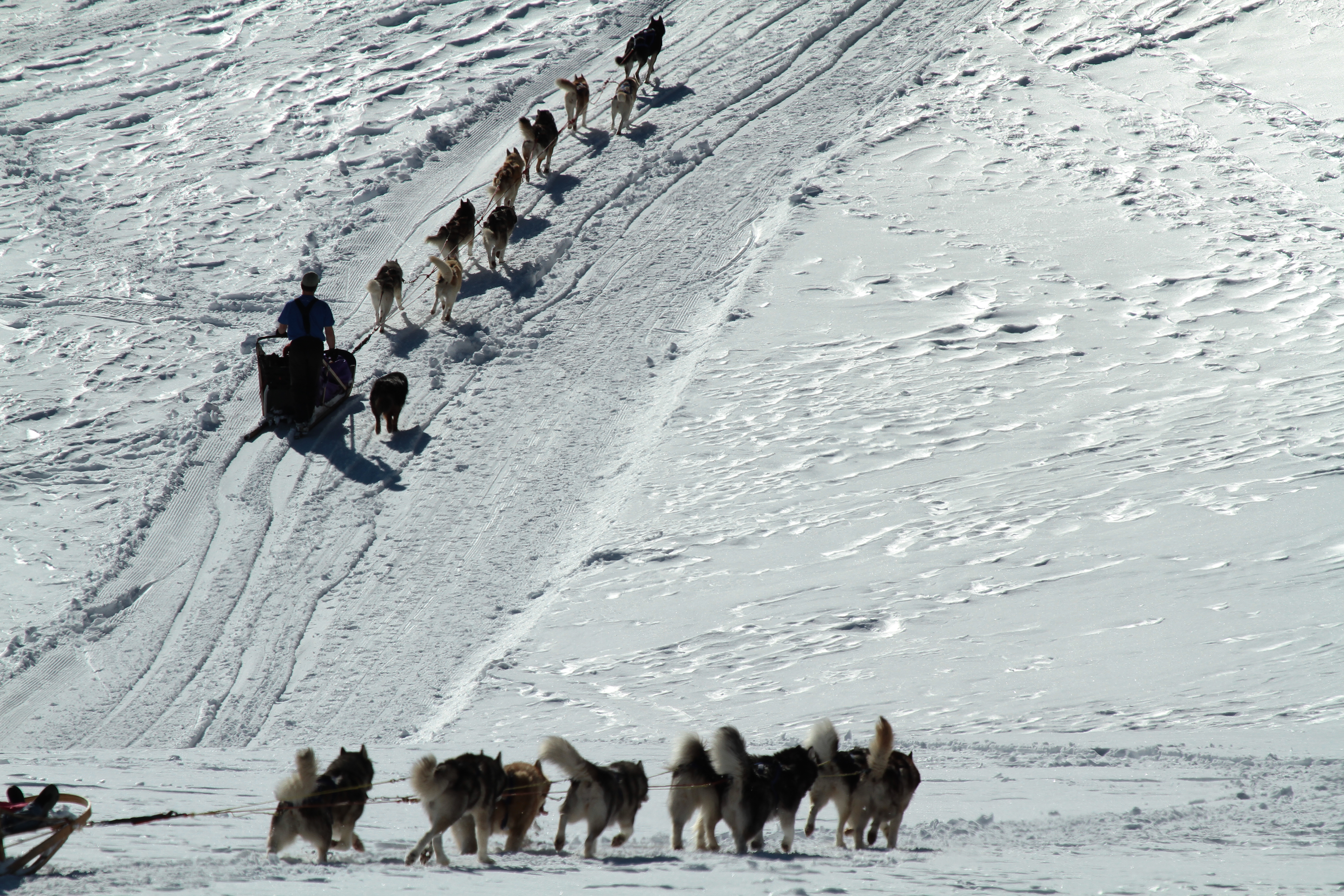 Baptême et sortie en chiens de traineaux  Saint-Gervais Mont-Blanc –  Montagne, Glisses, Thermalisme et Bien-Vivre