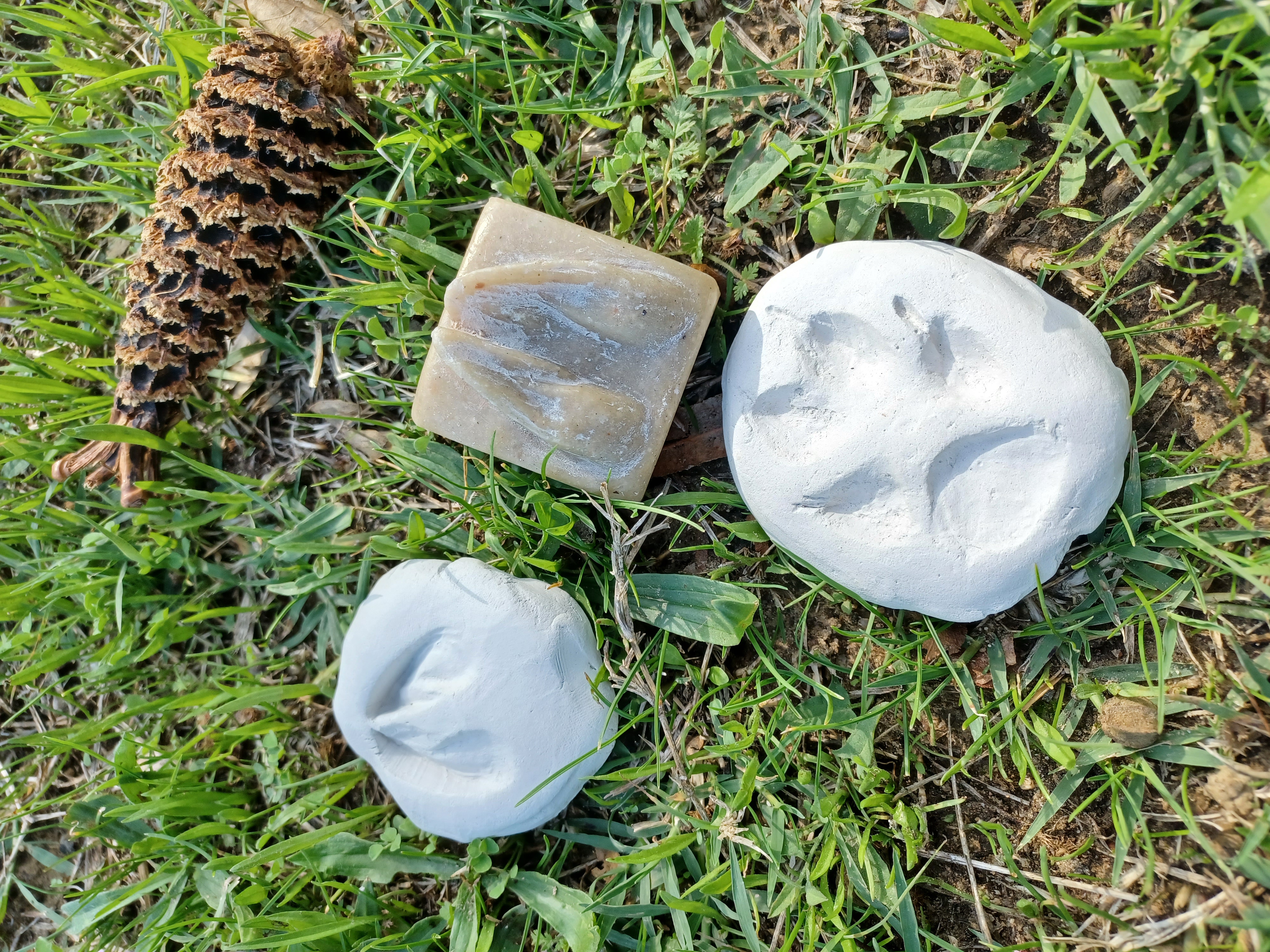 Atelier "Empreintes de la Nature"