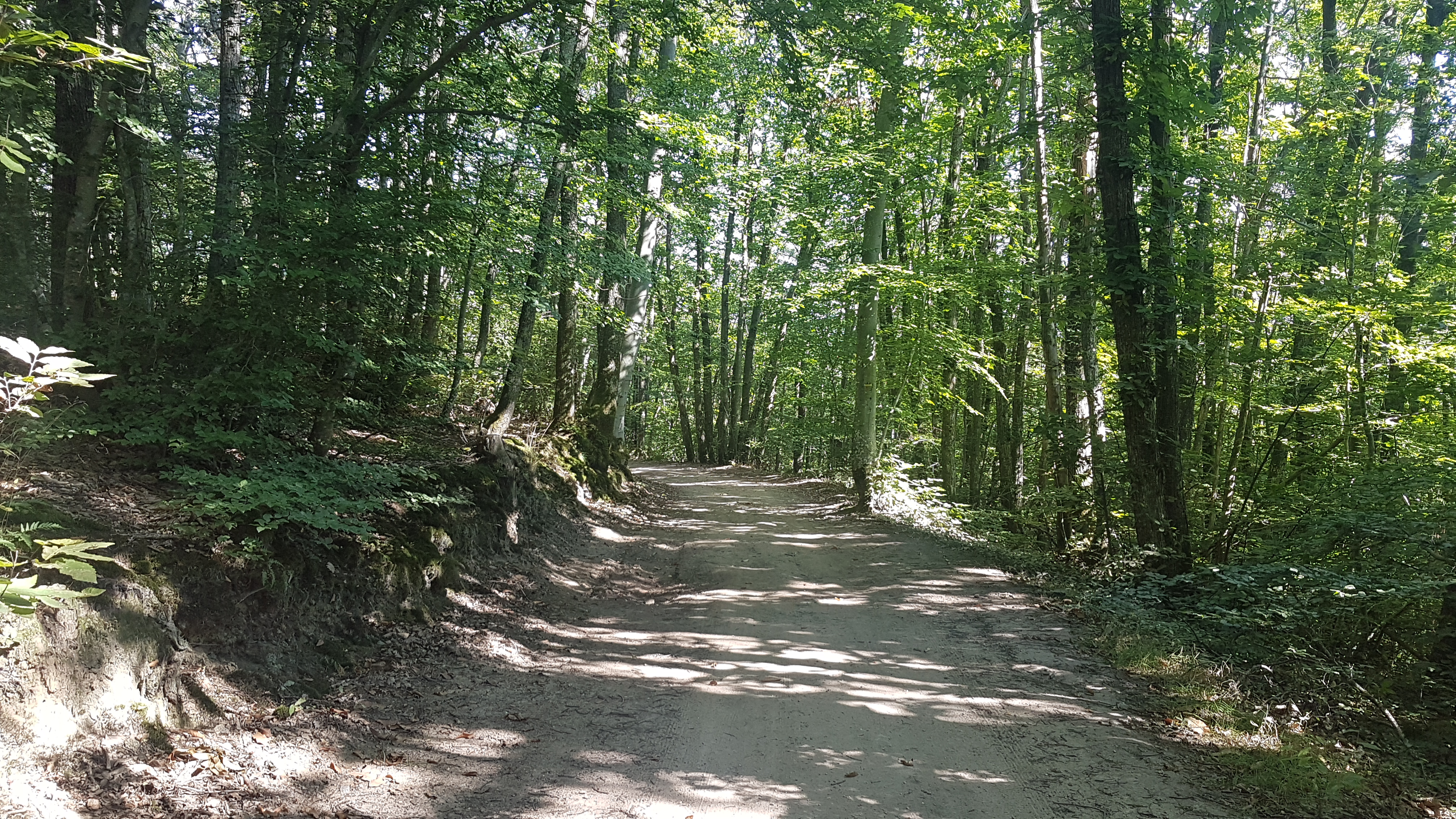Forêt