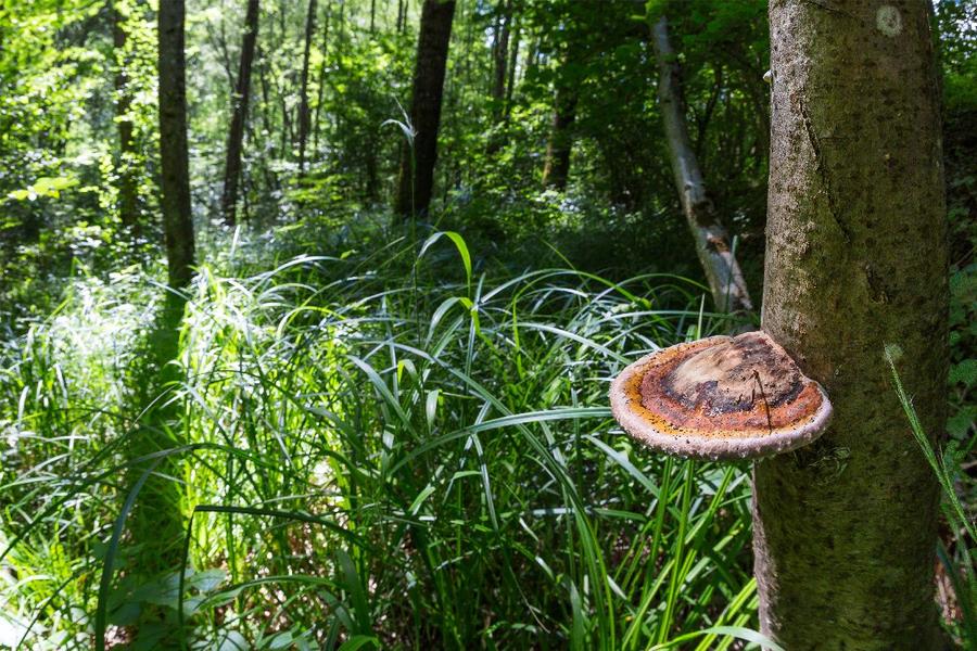 Marais de Vieille Morte