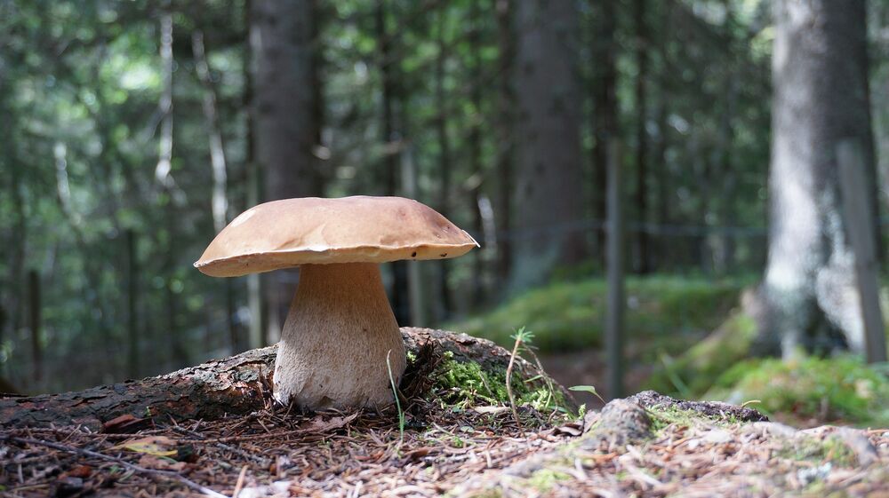 Séjour Nature et Champignons dans le Sidobre