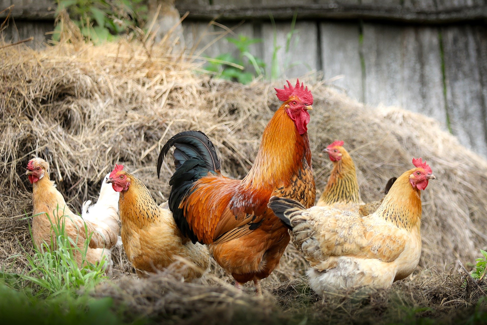 Découvrir la ferme - CRAINTILLEUX