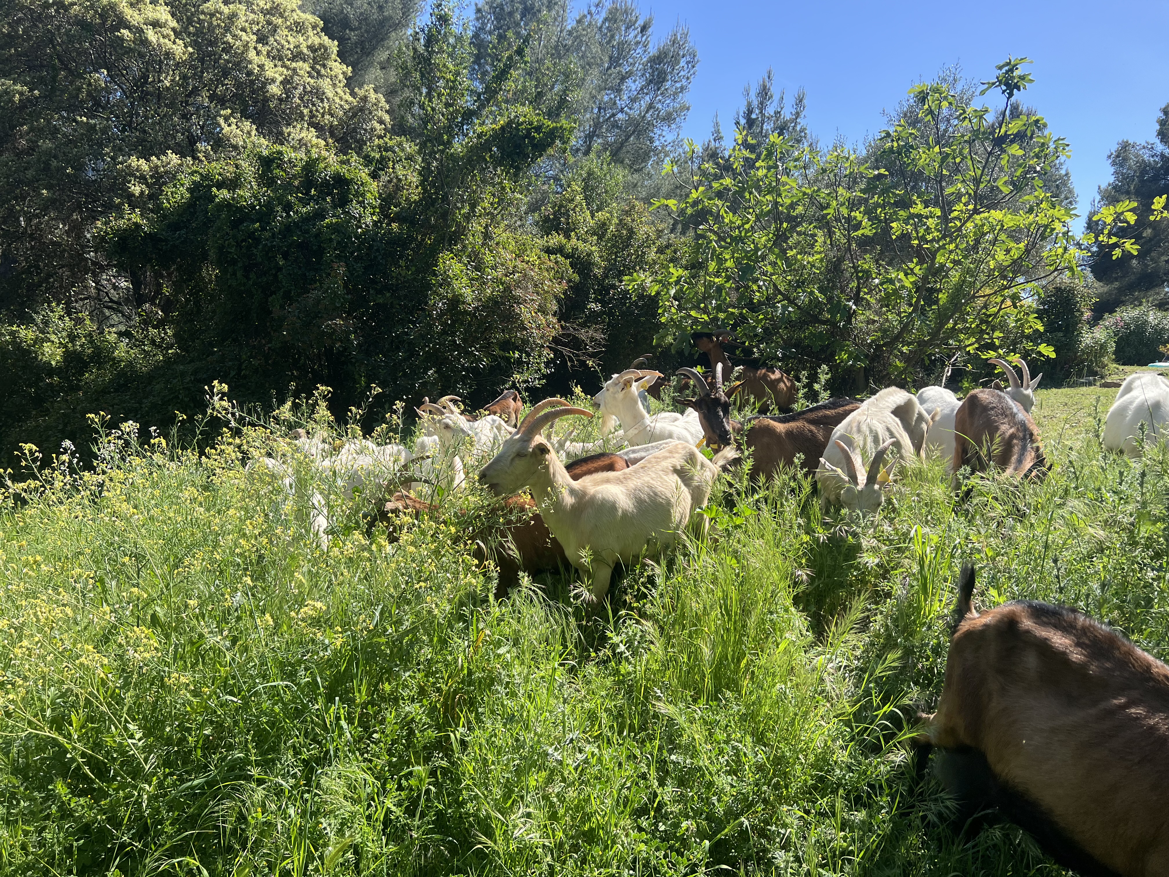 Fan de Chèvre — photo 2