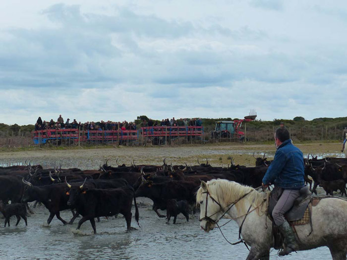 018-photo-elevage-taureaux-camarguais-courses-camarguaises-ferrades-visite-repas-traditionnel-ballade-gardianne-equitation-saintes-maries-mer-bouche-du-rhone
