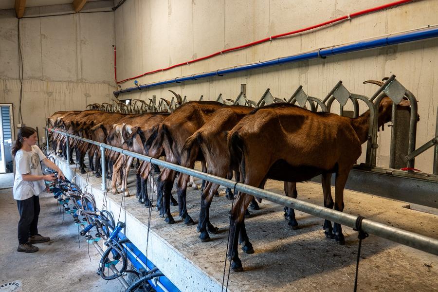 traite des chèvres en ligne à la Chèvrerie de Péreyres en Ardèche traite des chèvres en ligne à la Chèvrerie de Péreyres en Ardèche