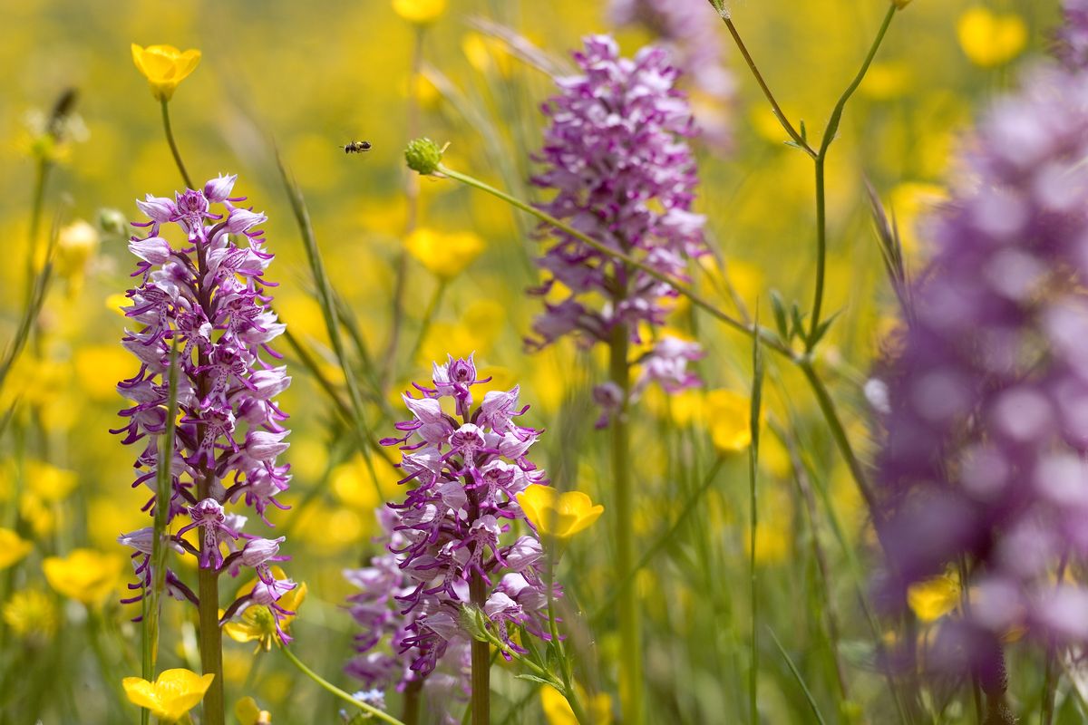 Orchidées