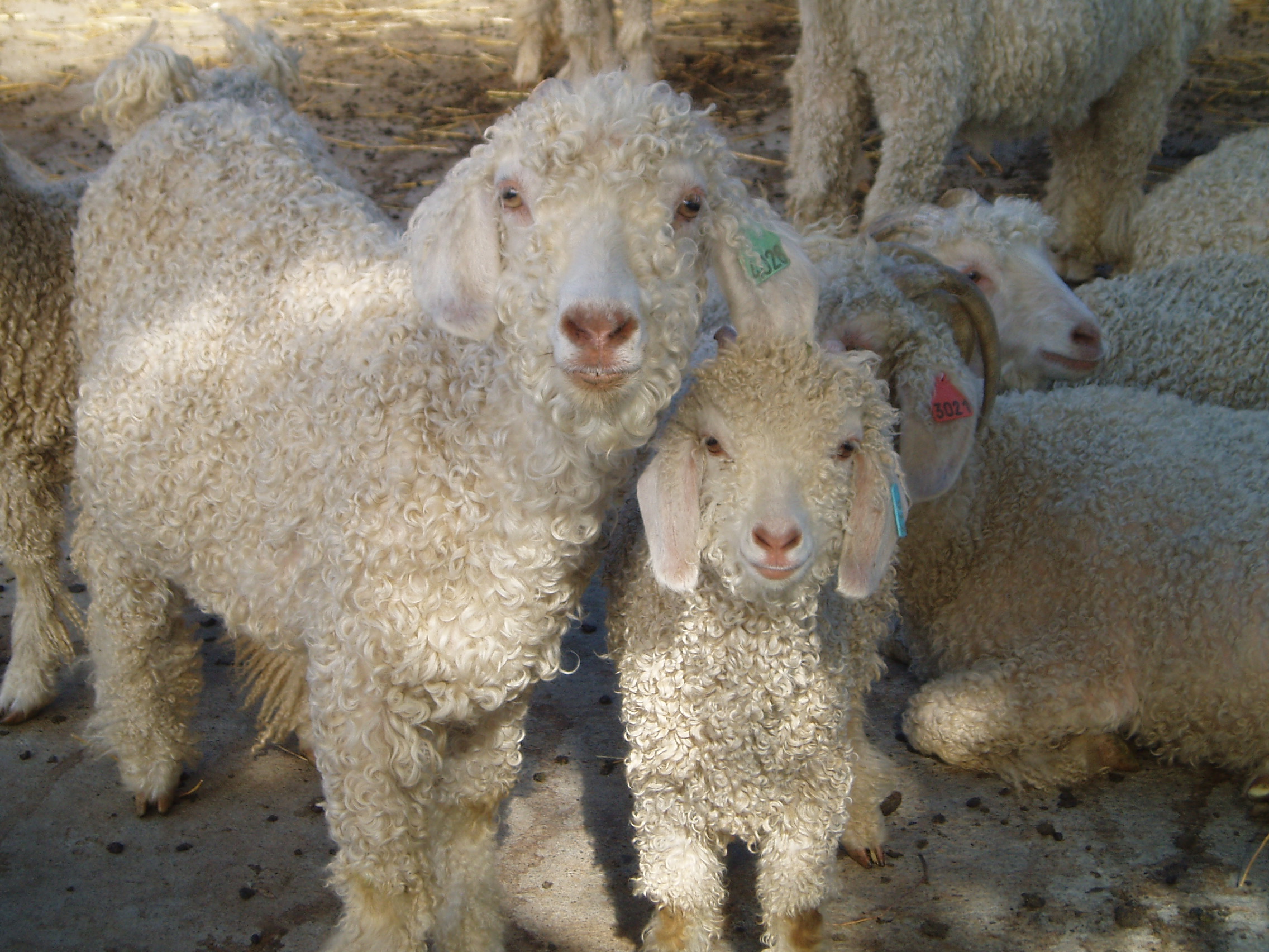 La Ferme du Col JARJAYES