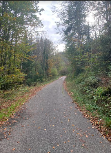 Route dans la forêt Route dans la forêt