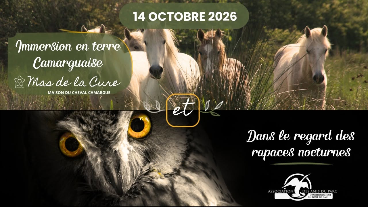 Visite guidée à la rencontre des juments, conférence et lâcher d&rsquo;oiseaux