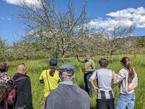 Visite commentée du verger conservatoire en fleurs_Beauvoir-en-Royans