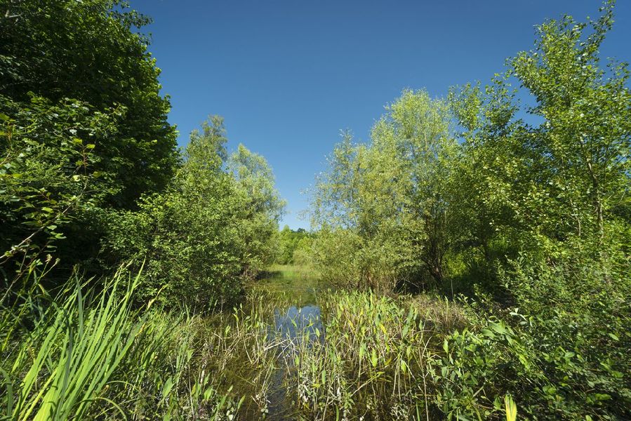 Espace Naturel Sensible des Mares de Craquenot