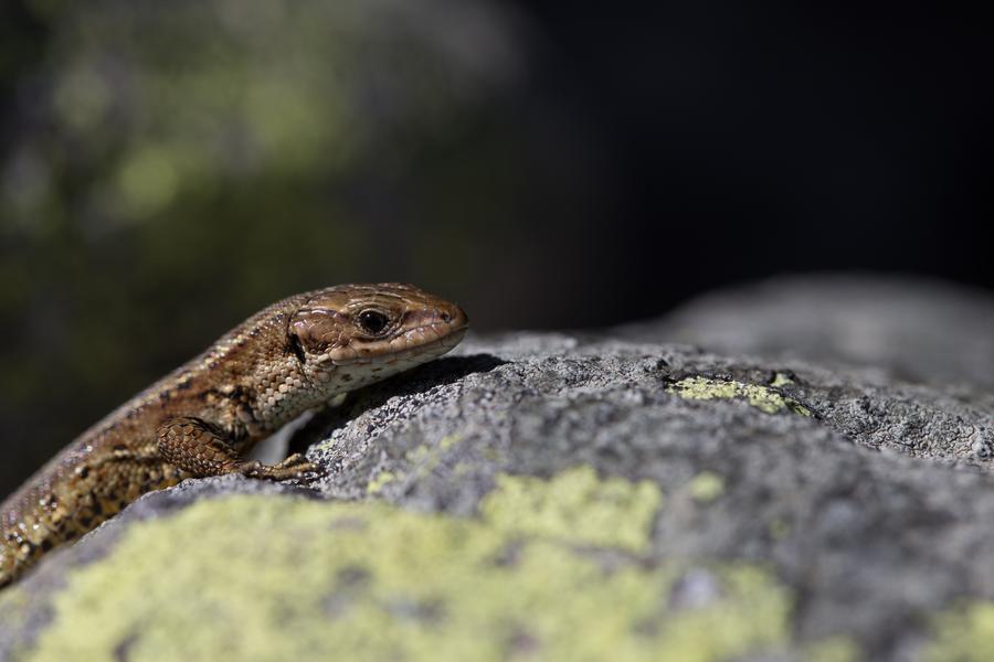 Visite guidée du sentier des Arpelières - animaux des tourbières_Les Saisies
