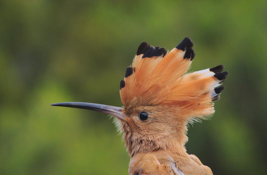 Point rencontre : Initiation à l’ornithologie (Porquerolles)_Hyères