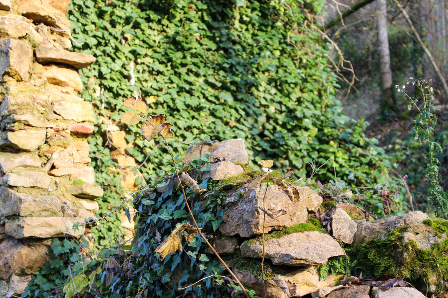 Château de Saint-Germain