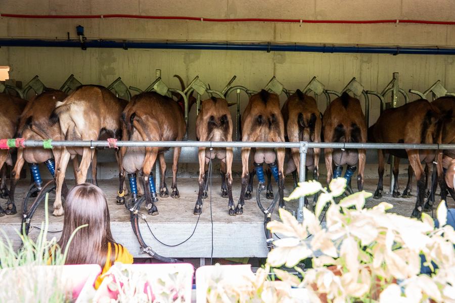 traite des chèvres en ligne-2 à la Chèvrerie de Péreyres en Ardèche traite des chèvres en ligne-2 à la Chèvrerie de Péreyres en Ardèche