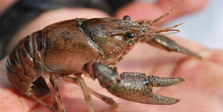 ecrevisse-autochtones-tarn