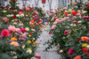 Serre de sélection des rosiers au printemps… Ⓒ Pépinières et Roseraies Georges Delbard