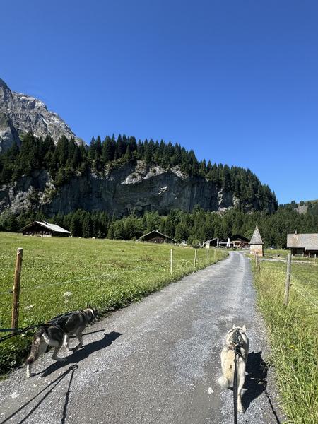 Husky-Randonnée_Morgins