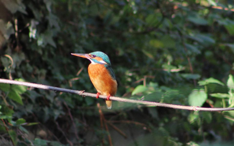 Visites commentées des canaux_Valence