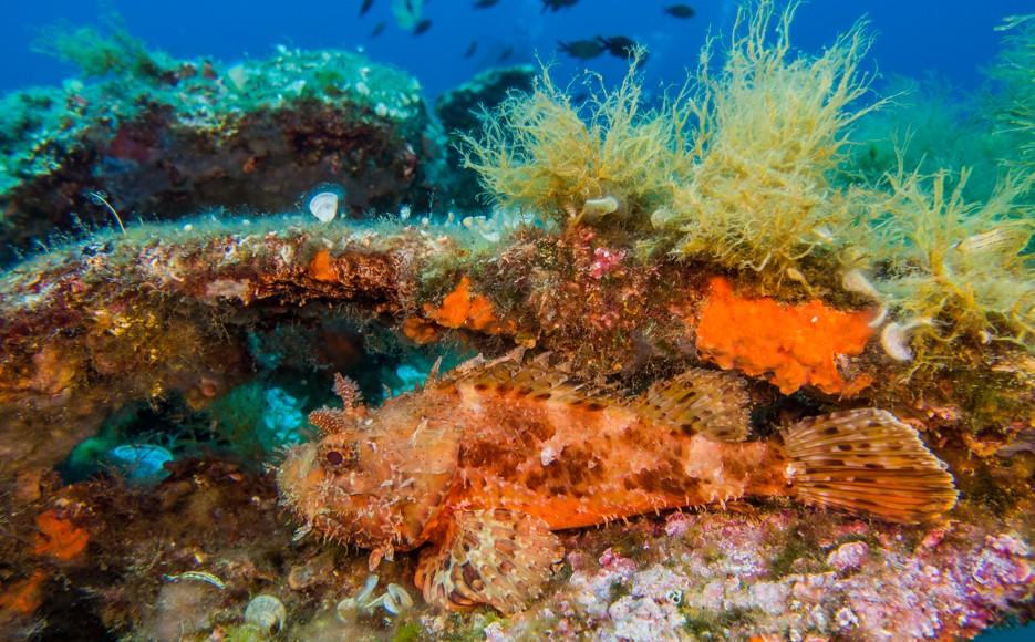 Plongée de plaisir à Sainte-Maxime