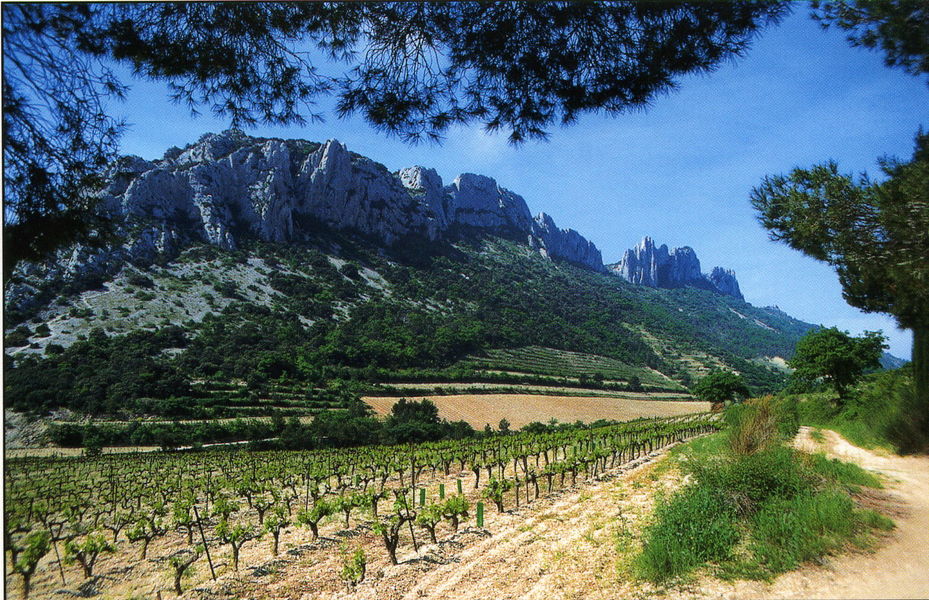 Dentelles sarrazines