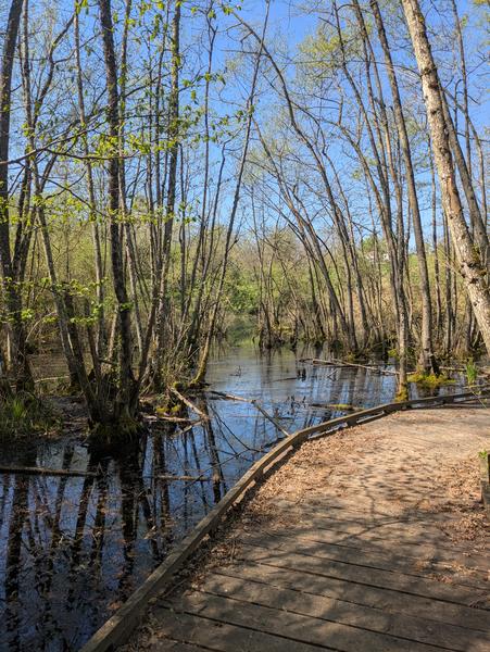 Natural Area of Nénuphars pond