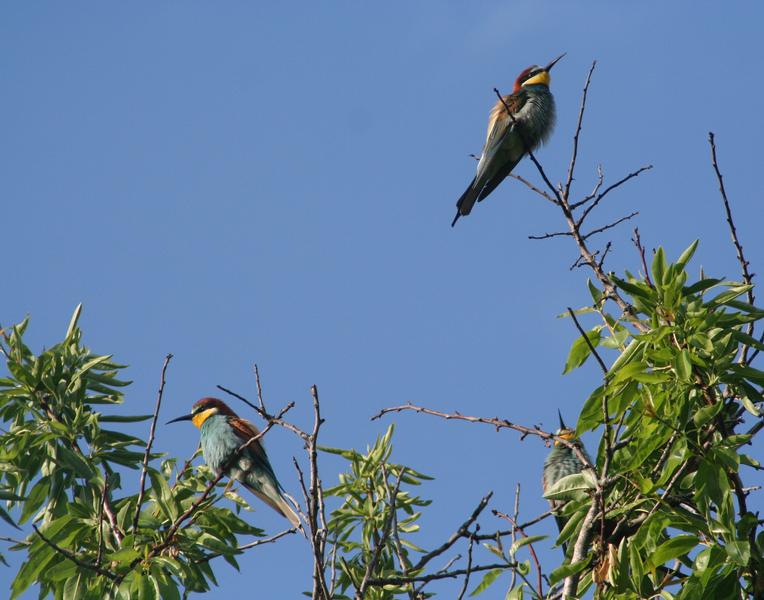 Point rencontre : Initiation à l’ornithologie (Porquerolles)_Hyères